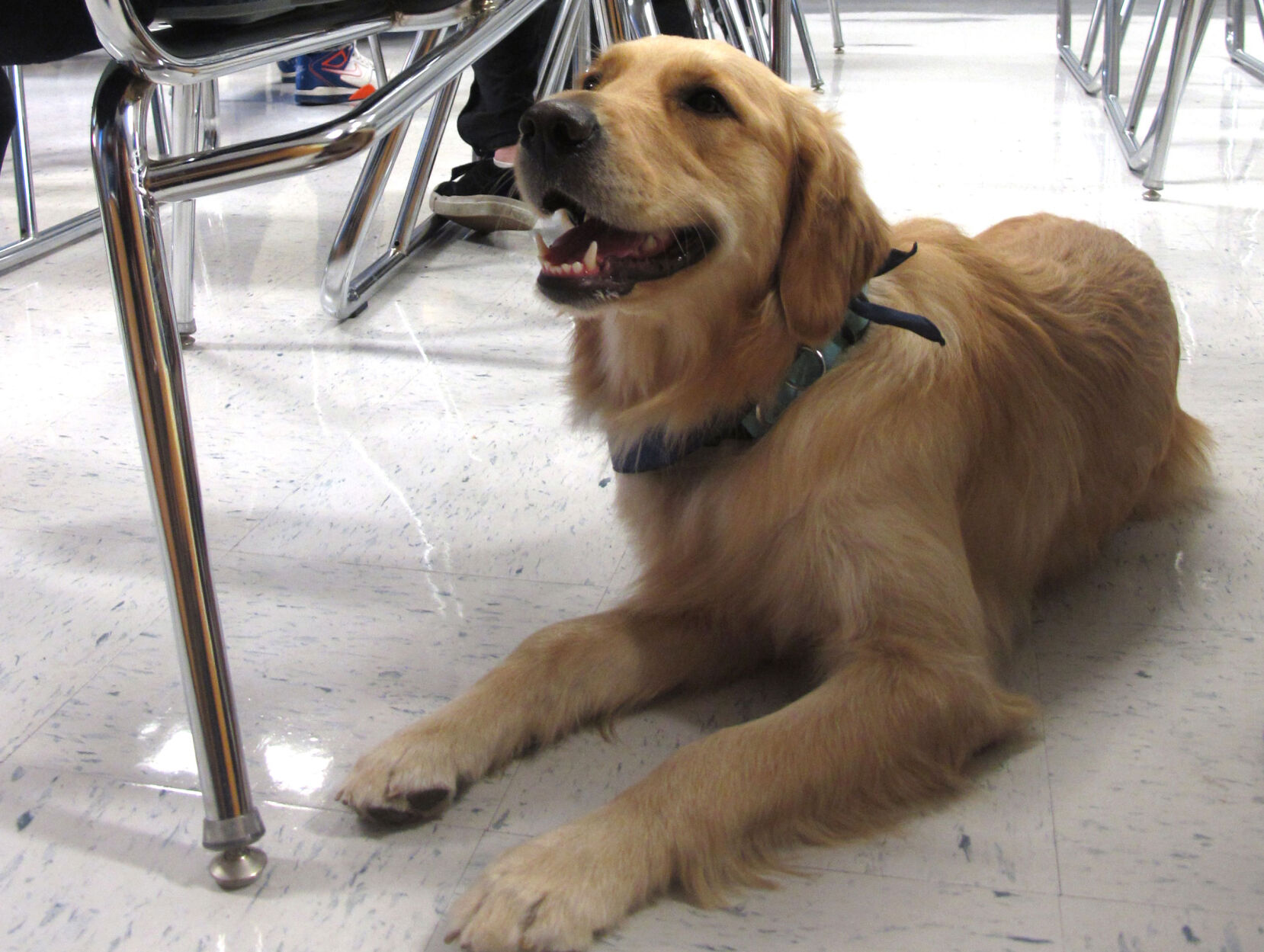 Junie the golden retriever